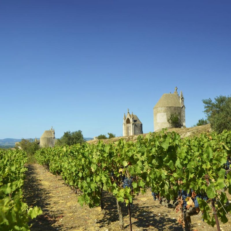 vignes-tours-et-terroirs2